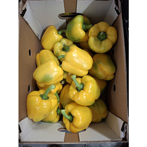 Capsicum Yellow 5Kg